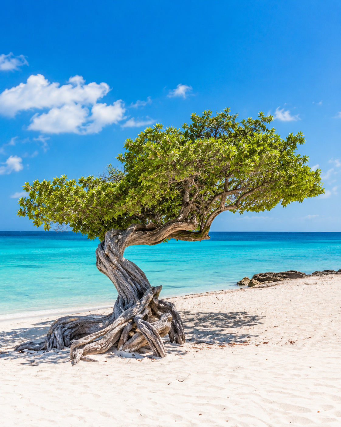 Aruba: eagle Beach on Aruba, iconic wind-shaped divi-divi tree on white sand beside turquoise sea in bright sunshine