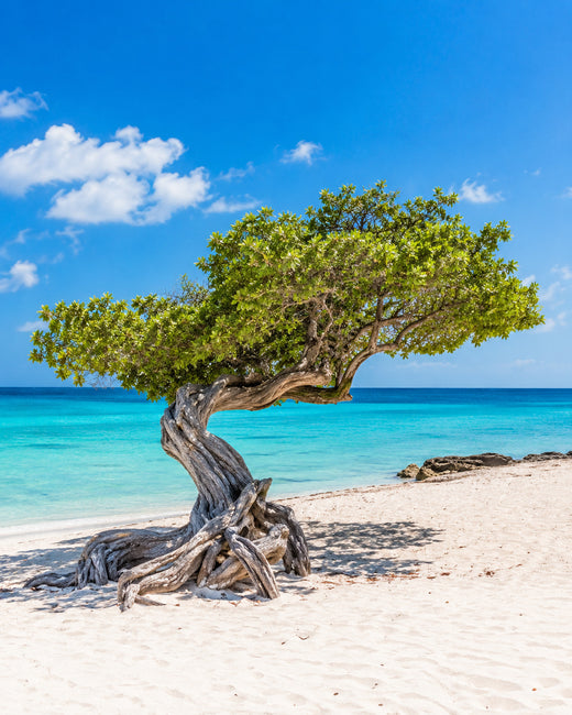 Aruba: windgeformter Divi-Divi-Baum am weißen Eagle Beach neben türkisfarbenem Meer