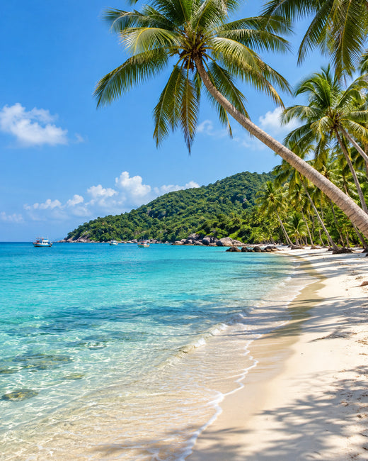 Phu Quoc: Sao Beach mit klarem türkisfarbenem Wasser, geneigten Kokospalmen und grüner Landzunge