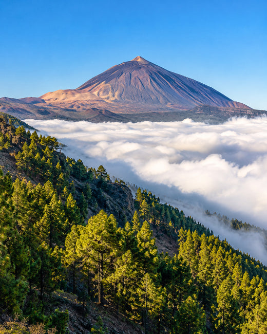 Teneriffa: Teide über einem Wolkenmeer mit kiefernbewachsenen Hängen und klarem blauem Himmel